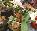 Julegruppe med orkide og kobbersukkulent